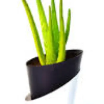Natural Aloe vera Plants